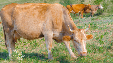 Several brown cows are grazing in a vibrant green pasture under clear blue skies. The serene environment reflects a typical rural setting in the countryside.の写真素材