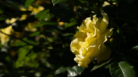 A vibrant yellow rose showcases its delicate petals against a backdrop of lush green leaves, illuminated by warm afternoon sunlight in a serene garden setting.の写真素材