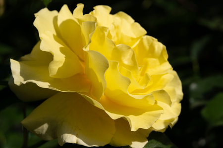 A beautiful yellow rose blooms in a lush garden with green foliage surrounding it during a sunny spring afternoon, highlighting its soft petals and vibrant hue.の写真素材