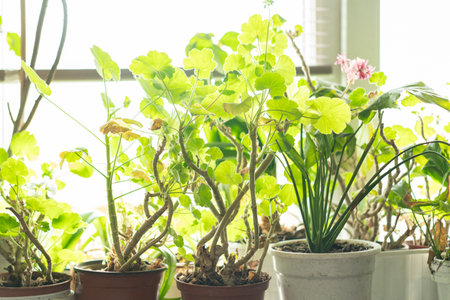 A collection of lush green plants is flourishing indoors by a sunny window. The vibrant leaves and diverse species create a lively atmosphere in the space.の写真素材