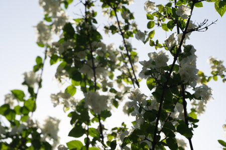 Delicate white flowers bloom on lush green branches, creating a stunning view against the bright sky. This peaceful garden scene captures the essence of springtime vitality.の写真素材