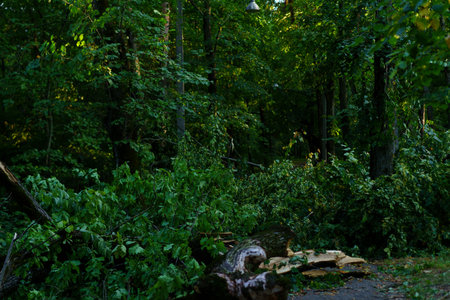 A forest path is covered with fallen branches and tree debris following a recent storm. The lush greenery surrounds the area, indicating a vibrant ecosystem affected by the weather.の写真素材
