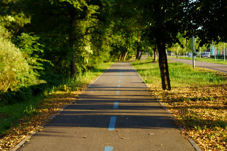 A peaceful pathway surrounded by trees fallen features leaves scattered along the edges. The sun...