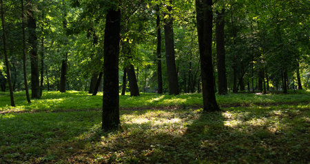 Sunlight pours through the canopy of leaves in a serene forest. Shadows dance on the ground as...