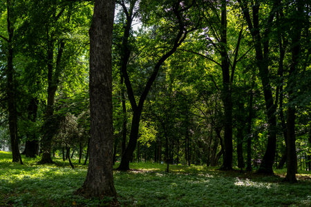 Lush green trees create a serene atmosphere in the forest. Sunlight filters through the branches,...