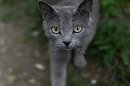 A gray cat strides forward with determination, its striking yellow eyes capturing attention. The...