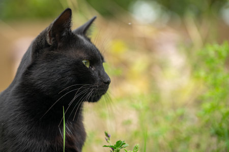 A black cat with vivid green eyes rests calmly in a garden surrounded by lush grass and various plants. Sunlight enhances the peaceful atmosphere of the scene.の写真素材