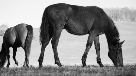 Two horses graze peacefully in a serene pasture during the late afternoon. The landscape features rolling hills, accentuating the calm ambiance of the scene.の写真素材