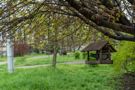 A rustic bird feeder suspended from a branch provides a feeding spot for birds in a lush green park. The surrounding trees are budding with fresh leaves, hinting at spring.の写真素材