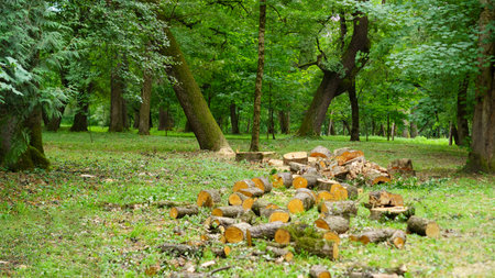 Wood logs are neatly organized on the ground in a vibrant forest filled with leafy trees under soft...