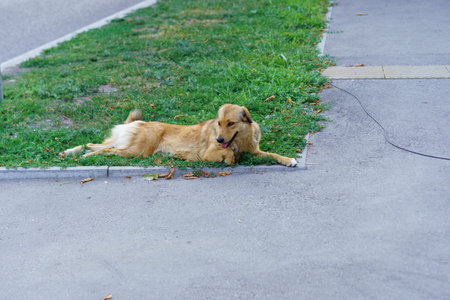 A golden-brown dog lies comfortably on the grass by the sidewalk in an urban setting. The sun shines...