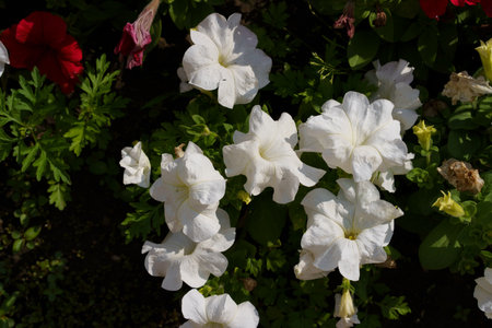 A cluster of white petunias stands out among red and other flowers in a lush garden. The bright...