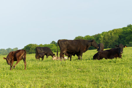 A group of cows and calves are grazing in a vibrant green pasture under a clear blue sky. The sun is shining, creating a peaceful summer atmosphere.の写真素材