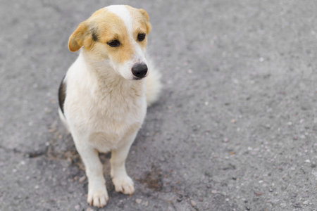 A small dog with a white and tan coat sits quietly on a gray concrete surface. It observes its...