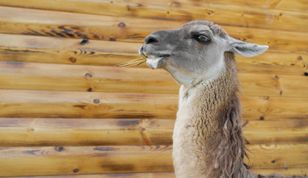 A llama stands calmly, chewing on straw while gazing upwards. The backdrop features a rustic wooden...