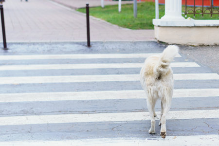 A white dog walks across a zebra crossing in a city street, enjoying a sunny day. The scene is calm,...