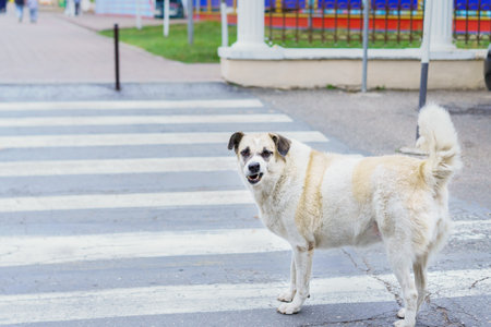 A friendly dog waits at a crosswalk in a park, looking back at onlookers. Bright play structures are...