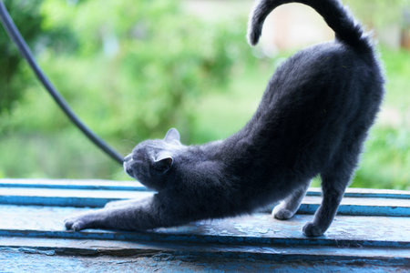 A gray cat stretches its body on a blue surface outdoors, enjoying the warmth of the sun while surrounded by lush greenery. The scene captures a peaceful moment.の写真素材