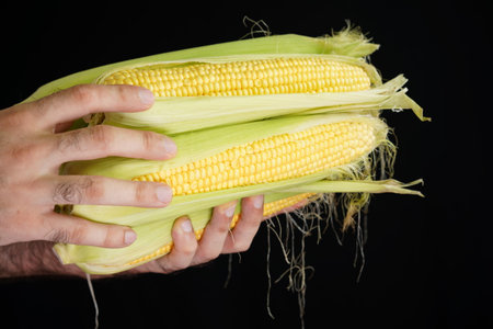 Hands hold several ears of fresh corn with bright yellow kernels and green husks. The setting...
