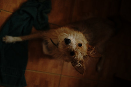 A cheerful dog with a fluffy coat kneels on a tiled floor. It investigates a towel, its ears perked...