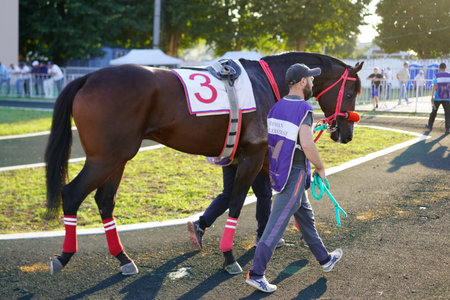 A strong horse with a saddle number is being led by a trainer to the racetrack. The setting is lively with spectators watching in the warm afternoon sun, creating an exciting atmosphere.の写真素材
