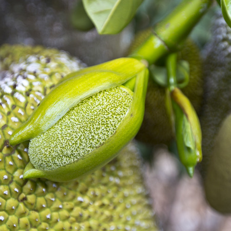 Green jackfruit