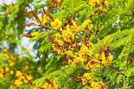 Yellow flowerの写真素材