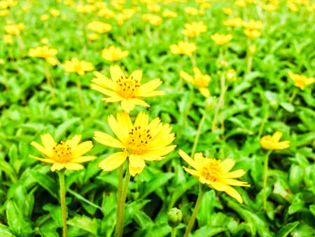 Yellow flowersの素材