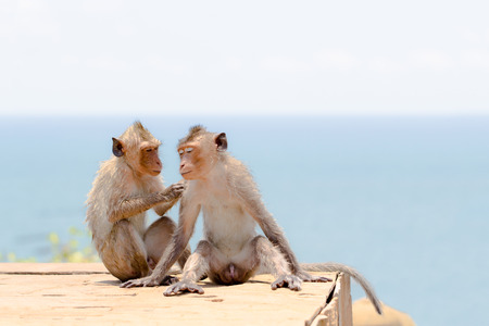 Couple of cute monkey in seasideの写真素材