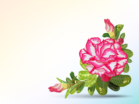 Background and label decorated with desert roseのイラスト素材