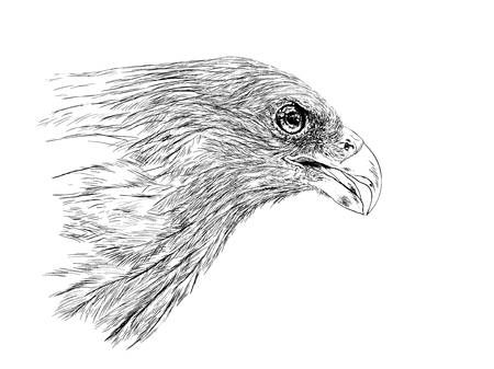 Brahminy Kiteのイラスト素材