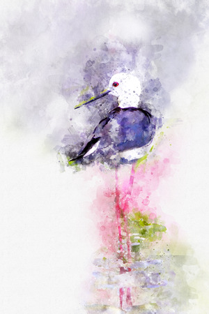Black-winged Stilt with watercolor art.のイラスト素材
