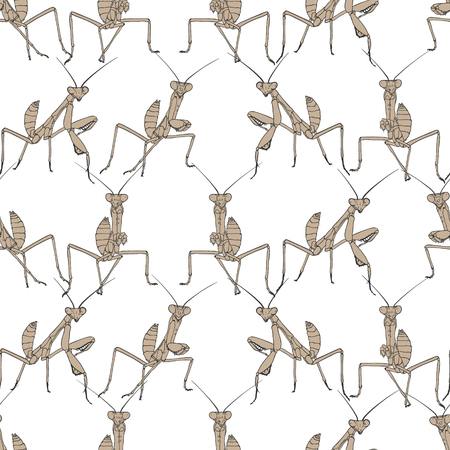 Brown mantis on white seamless background.のイラスト素材