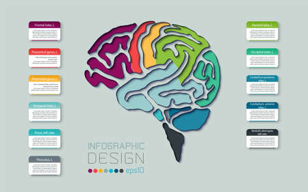 Brain infographic template vector graphic design.のイラスト素材