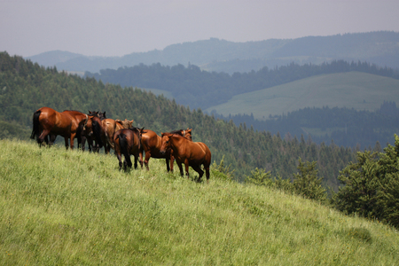 brown horses graze in green mountainsの写真素材