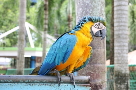 parrotの素材
