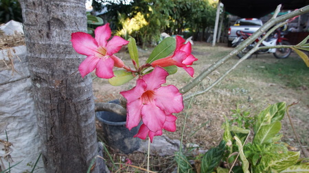 Impala Lily, Azalea flowersの写真素材