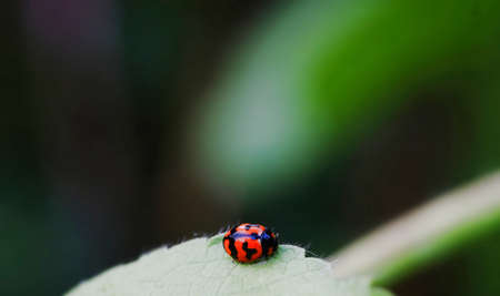 insectの写真素材