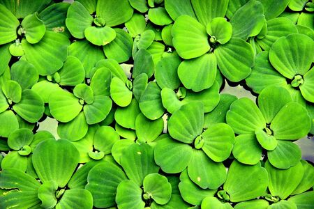 aquatic plantの写真素材