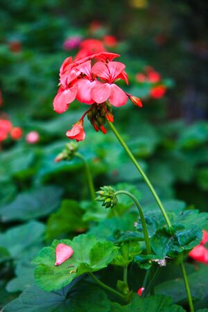 flowerの写真素材