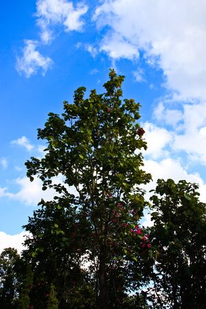 treeの写真素材