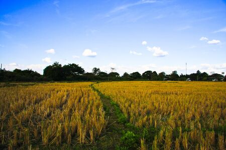 the fieldの写真素材
