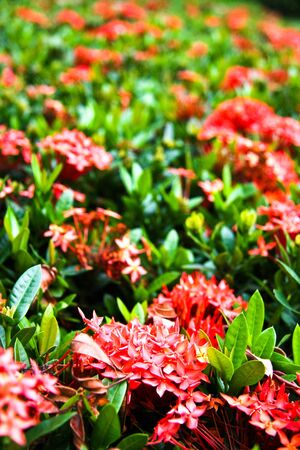 flowerの写真素材