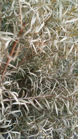 Little leafsの素材