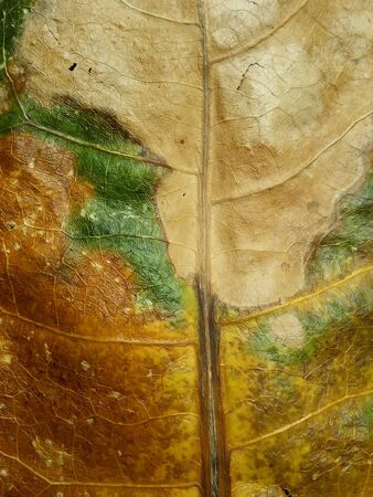 Close up of leafの素材