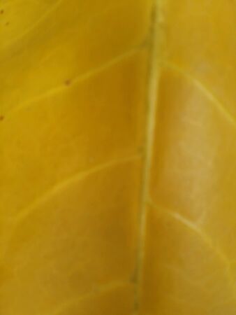 Close up of leafの素材