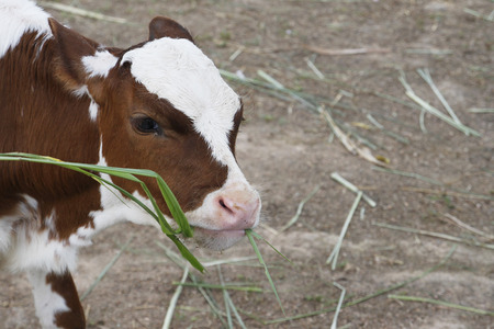 A calf eating green grass in farm.の写真素材