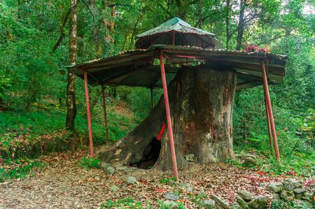 Temple in a cut tree bottom.