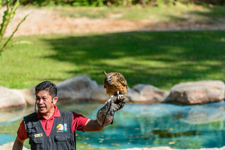 Trainer demonstrates big horned Owlのeditorial素材
