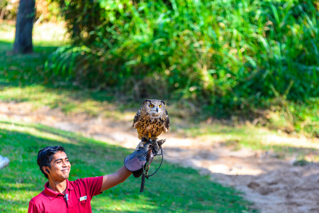 Trainer demonstrates big horned Owlのeditorial素材